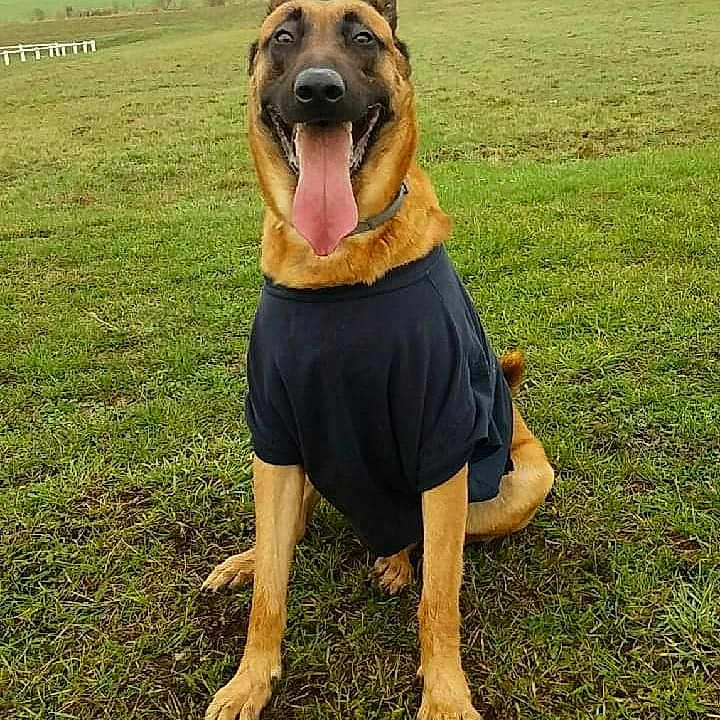 Léo participe au concours pour gagner de l'argent avec cette photo : animal, boxer, canine, clothing, dog, field, germanshepherd, grass, grassland, greatdane, hound, nature, outdoors, pet, plant, policedog, puppy, skirt, snout, yard