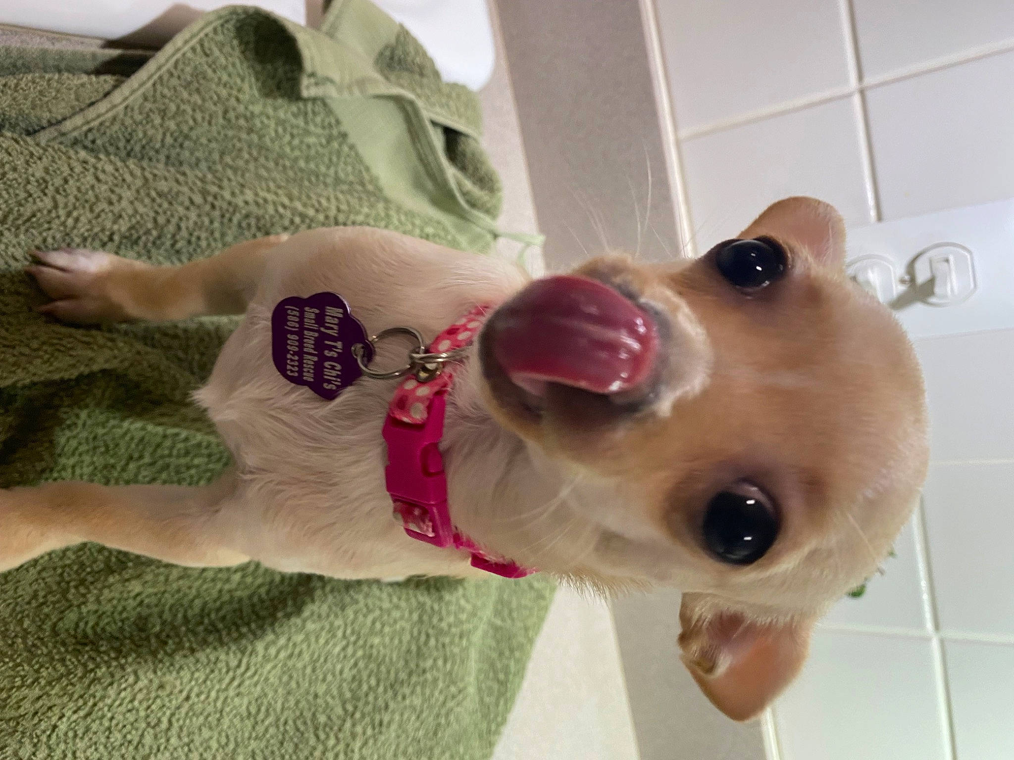 Annie joined the competition — help win amazing prizes! carnivore, collar, companion_dog, dog, dog_breed, dog_supply, ear, eyewear, fashion_accessory, fawn, flooring, liver, pattern, pet_supply, selfie, snout, sporting_group, tail, toy, working_animal