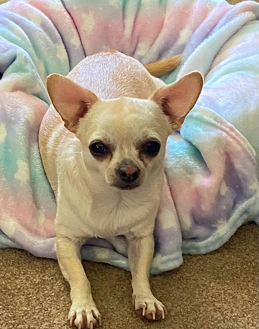 Annie joined the competition — help win amazing prizes! bone, canidae, carnivore, chihuahua, comfort, companion_dog, dog, dog_breed, dog_supply, ear, fawn, fur, head, pink, snout, sunglasses, terrestrial_animal, toy_dog, whiskers, working_animal