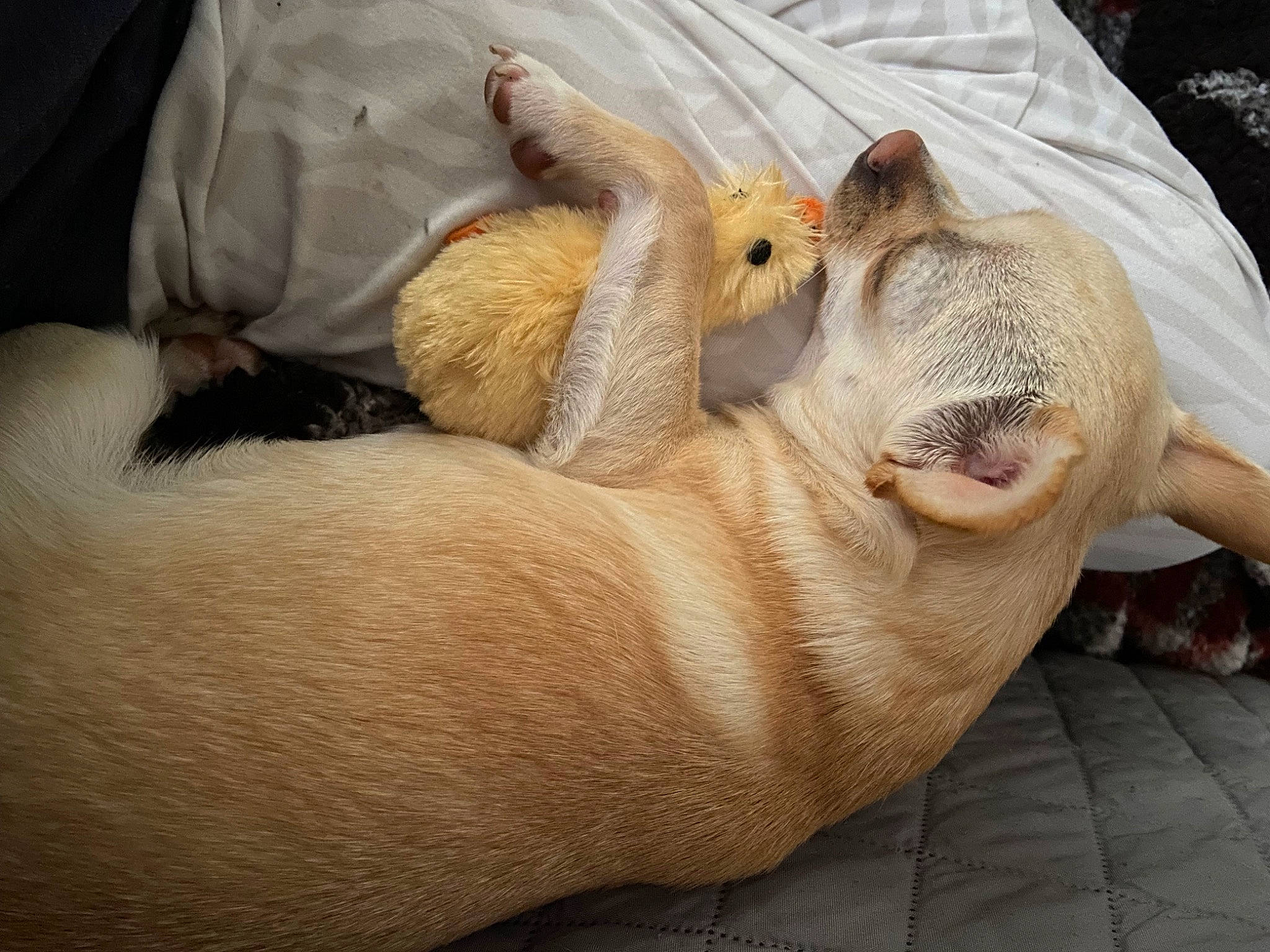 Annie is registered to the contest to win money with this photo: carnivore, claw, comfort, companion_dog, fawn, felidae, foot, fur, leg, nail, nap, paw, rodent, small_to_medium_sized_cats, snout, terrestrial_animal, toy, whiskers, wildlife, wrinkle