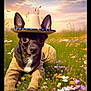 dog, small_dog, hat, straw_hat, jacket, meadow, wildflowers, grass, sunset, sky, pastel_colors, outdoor, nature, field, flower_field, cute, animal, pet, lying_down, scenic