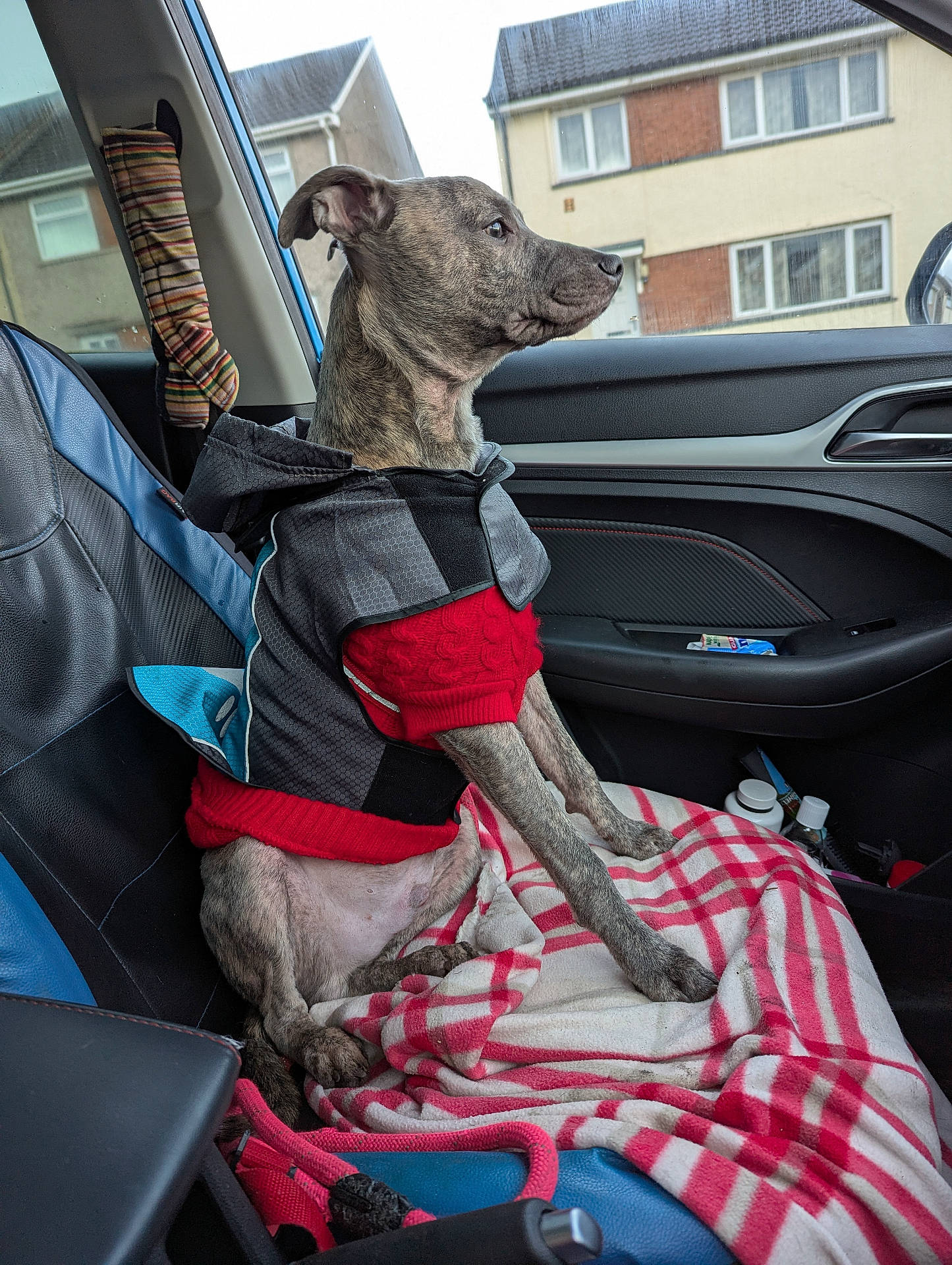 Bolt joined the competition — help win amazing prizes! accessories, animal, belt, blanket, canine, car, cartrunk, couch, cushion, dog, furniture, homedecor, hound, linen, machine, pet, pointer, spoke, transportation, vehicle