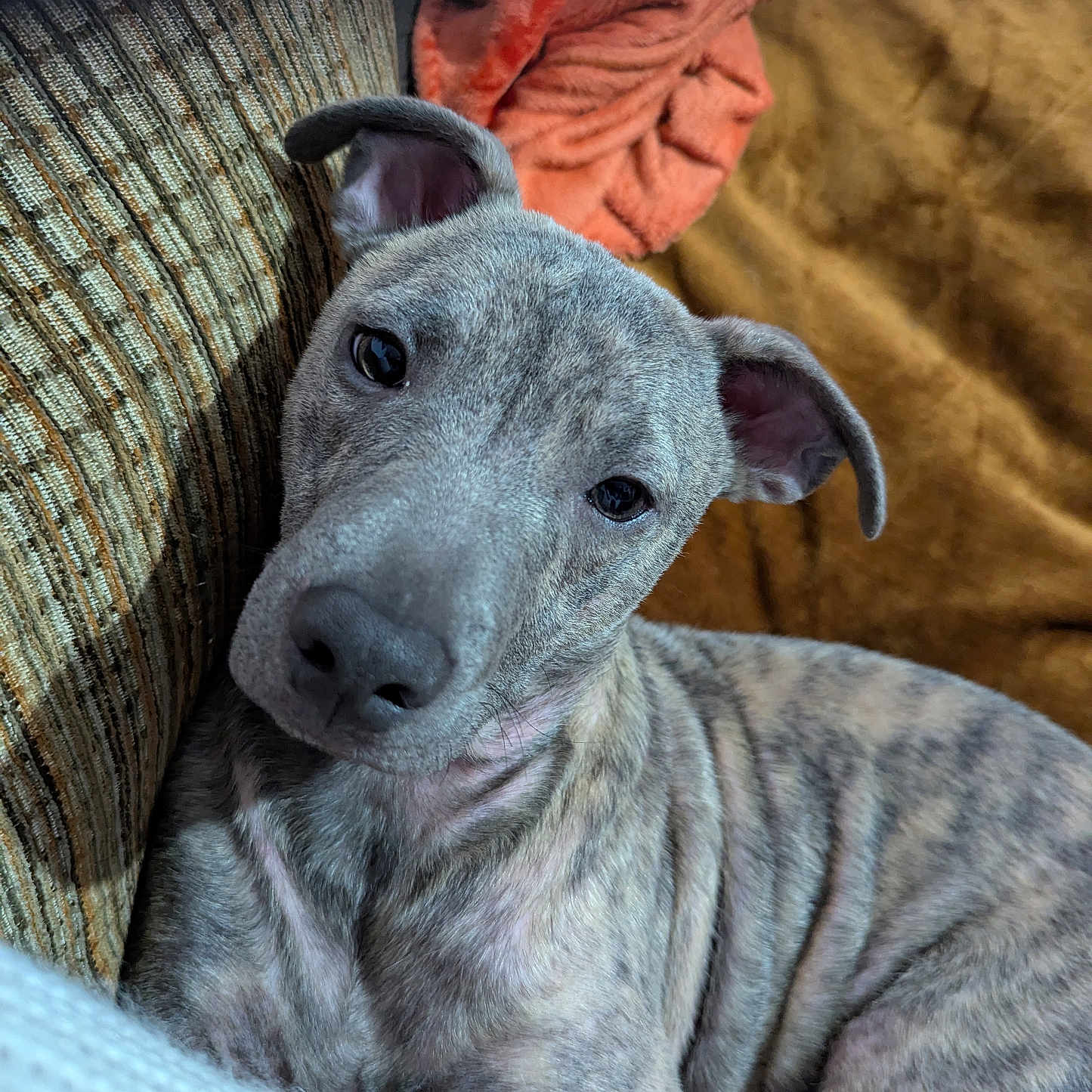 Bolt is registered to the contest to win money with this photo: animal, armchair, blanket, bulldog, canine, chair, couch, cushion, dog, face, furniture, head, homedecor, hound, linen, person, pet, pitbull, puppy, snout