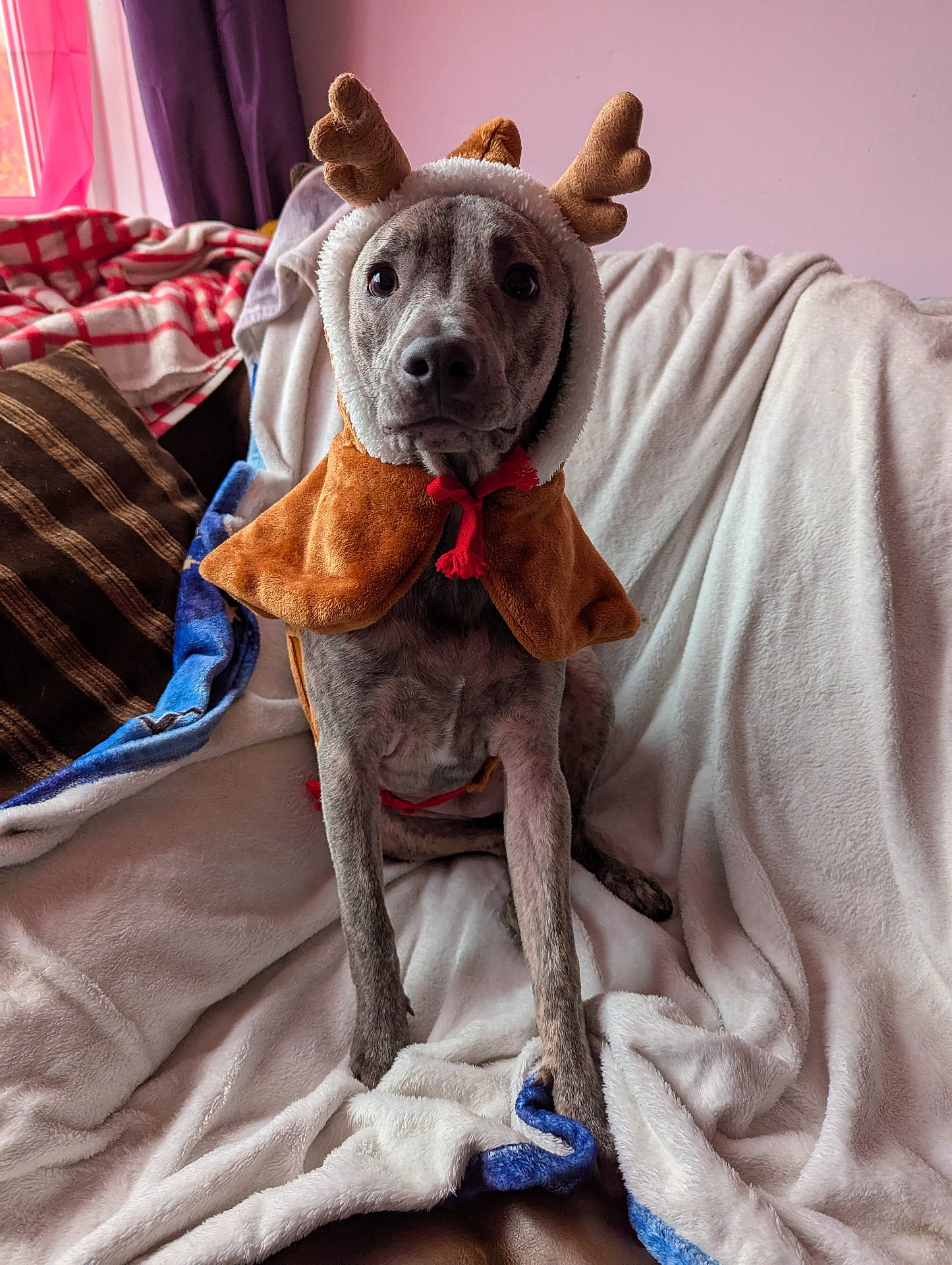 Bolt is registered to the contest to win money with this photo: animal, bed, bedroom, blanket, bulldog, canine, couch, cushion, dog, furniture, homedecor, hound, indoors, linen, pet, pitbull, pointer, puppy, quilt, room