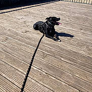 Masha a rejoint le concours — aidez-le/la à gagner de superbes lots ! animal, beach, black_dog, canine, daytime, dog, fence, happy, leash, nature, outdoor, pet, relaxed, river, shadow, summer, sunlight, tongue_out, water, wooden_deck