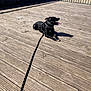 Masha participe au concours pour gagner de l'argent avec cette photo : animal, beach, black_dog, canine, daytime, dog, fence, happy, leash, nature, outdoor, pet, relaxed, river, shadow, summer, sunlight, tongue_out, water, wooden_deck