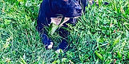 Masha a rejoint le concours — aidez-le/la à gagner de superbes lots ! animal, black_dog, canine, daylight, dog, ear, field, fur, grass, greenery, laying_down, leaf, muzzle, nature, outdoor, peaceful, pet, plant, relaxed, white_patch