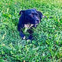 animal, black_dog, canine, daylight, dog, ear, field, fur, grass, greenery, laying_down, leaf, muzzle, nature, outdoor, peaceful, pet, plant, relaxed, white_patch