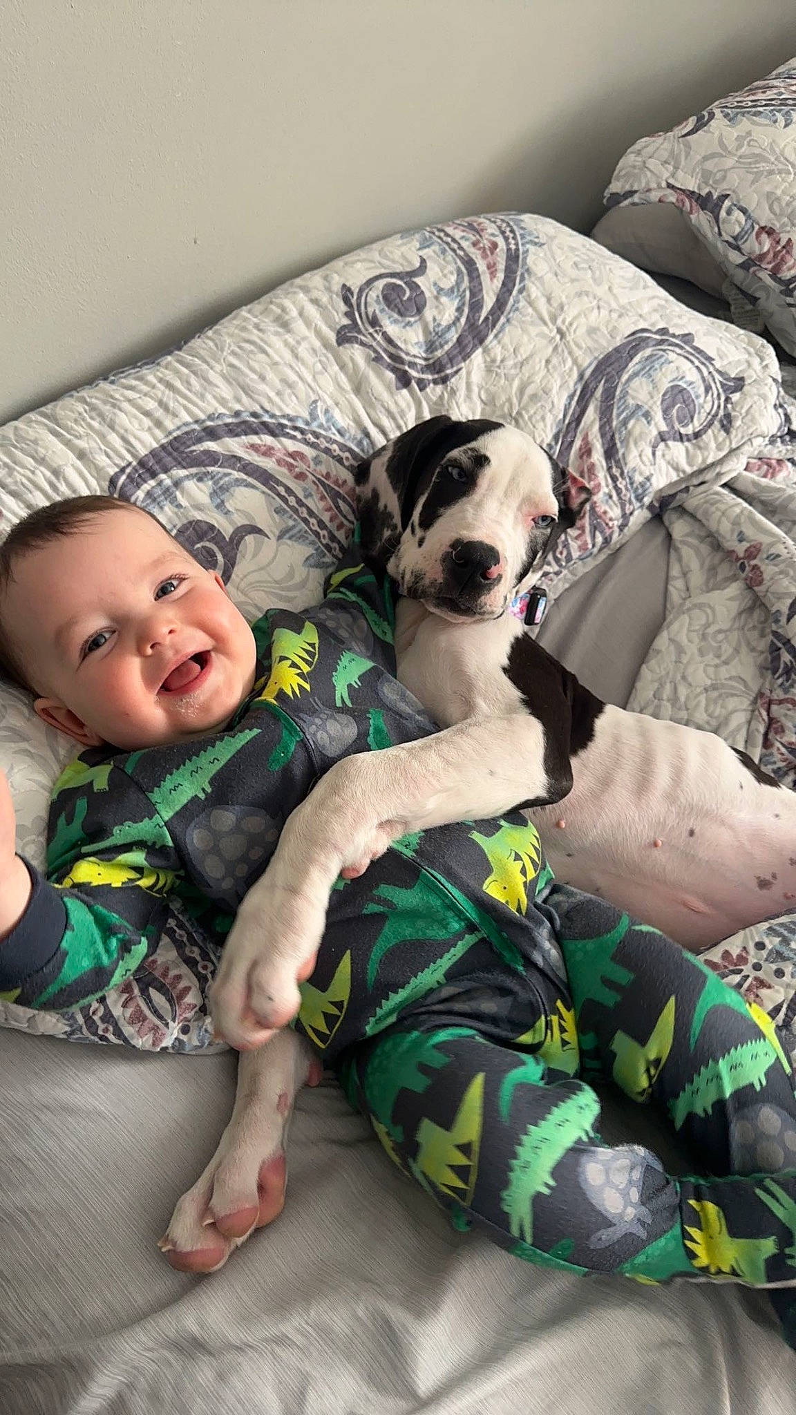 Corbin joined the competition — help win amazing prizes! baby, baby_toddler_clothing, carnivore, child, comfort, companion_dog, couch, dog, dog_breed, fawn, happy, mammal, pattern, person, plaid, sleeve, smile, sunglasses, t_shirt, textile