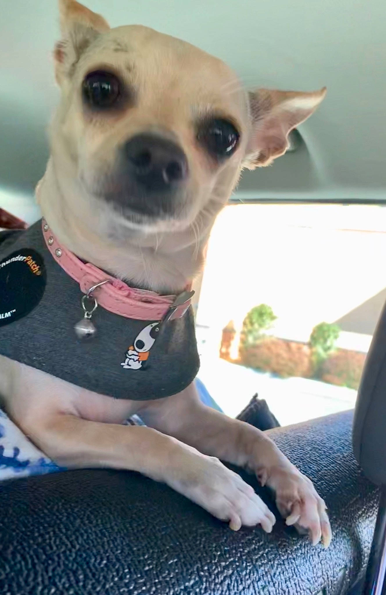 Estrella is registered to the contest to win money with this photo: car_seat, carnivore, collar, comfort, companion_dog, dog, dog_breed, dog_collar, fawn, fur, head_restraint, luxury_vehicle, mammal, sitting, snout, sporting_group, toy_dog, whiskers, windshield, working_animal