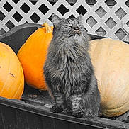 Ferdie joined the competition — help win amazing prizes! animal, autumn, background, cat, decor, fall, feline, fluffy_cat, fur, garden, gray_cat, harvest, lattice, nature, outdoor, pet, proud, pumpkin, sitting, wheelbarrow