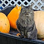 Ferdie joined the competition — help win amazing prizes! animal, autumn, black_container, cat, cute, fall, fence, fluffy, fur, garden, leaf, nature, orange, outdoor, pet, portrait, pumpkin, sitting, whiskers, yellow