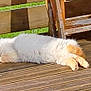 Magou participe au concours pour gagner de l'argent avec cette photo : cat, sleeping, wooden_deck, sunlight, outdoor, fluffy, orange, cream, feline, relaxing, resting, chair, wood, daylight, animal, pet, quiet, peaceful, nature, domestic