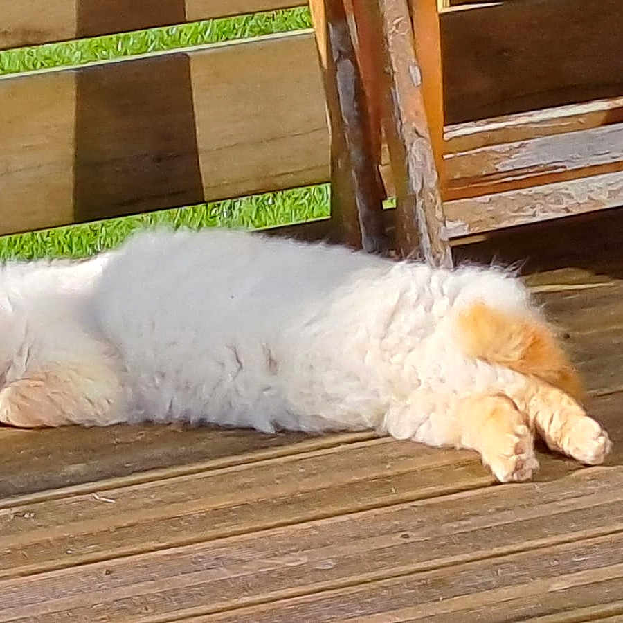 Magou participe au concours pour gagner de l'argent avec cette photo : animal, cat, chair, cream, daylight, domestic, feline, fluffy, nature, orange, outdoor, peaceful, pet, quiet, relaxing, resting, sleeping, sunlight, wood, wooden_deck