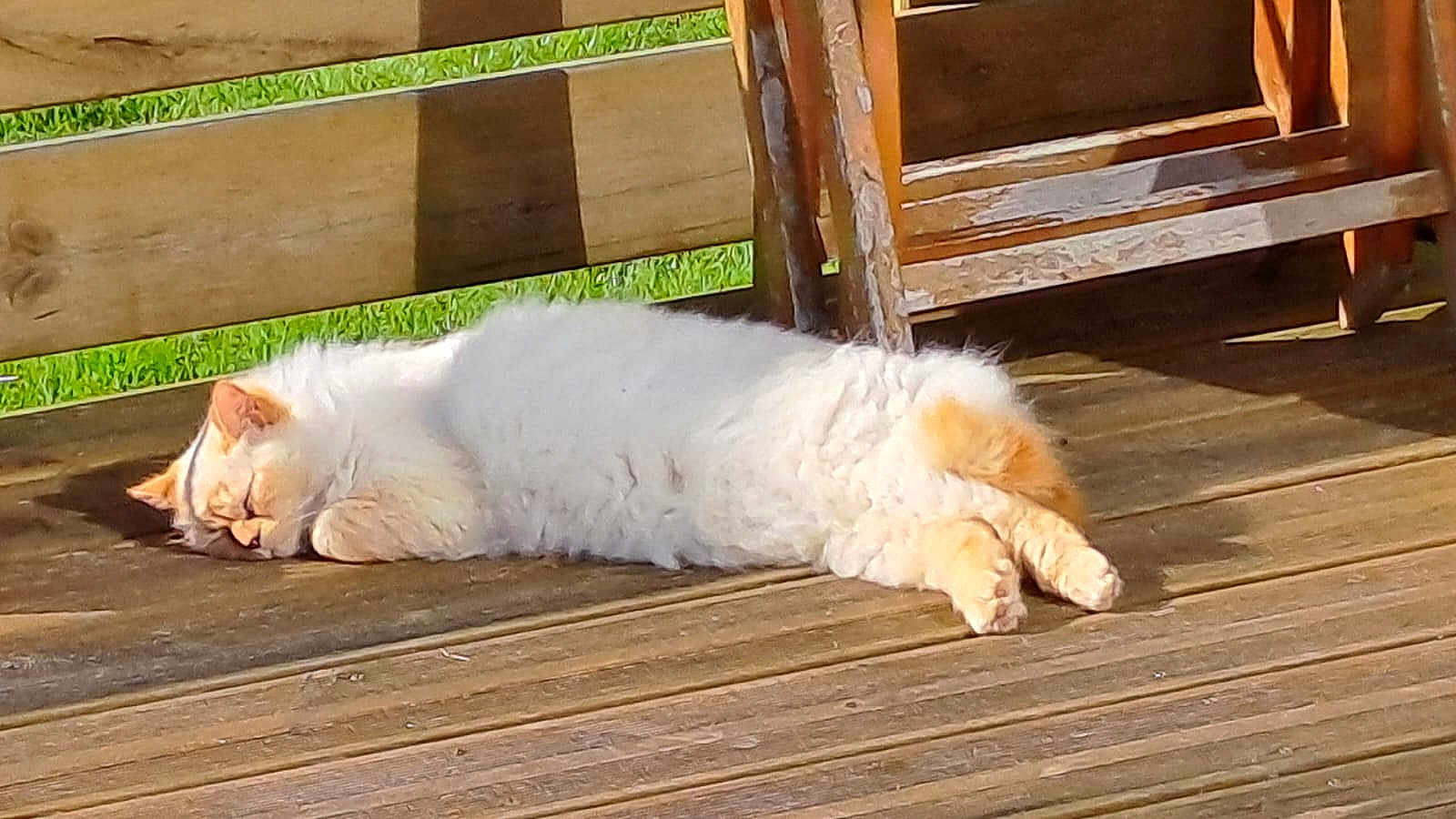 Magou participe au concours pour gagner de l'argent avec cette photo : cat, sleeping, wooden_deck, sunlight, outdoor, fluffy, orange, cream, feline, relaxing, resting, chair, wood, daylight, animal, pet, quiet, peaceful, nature, domestic