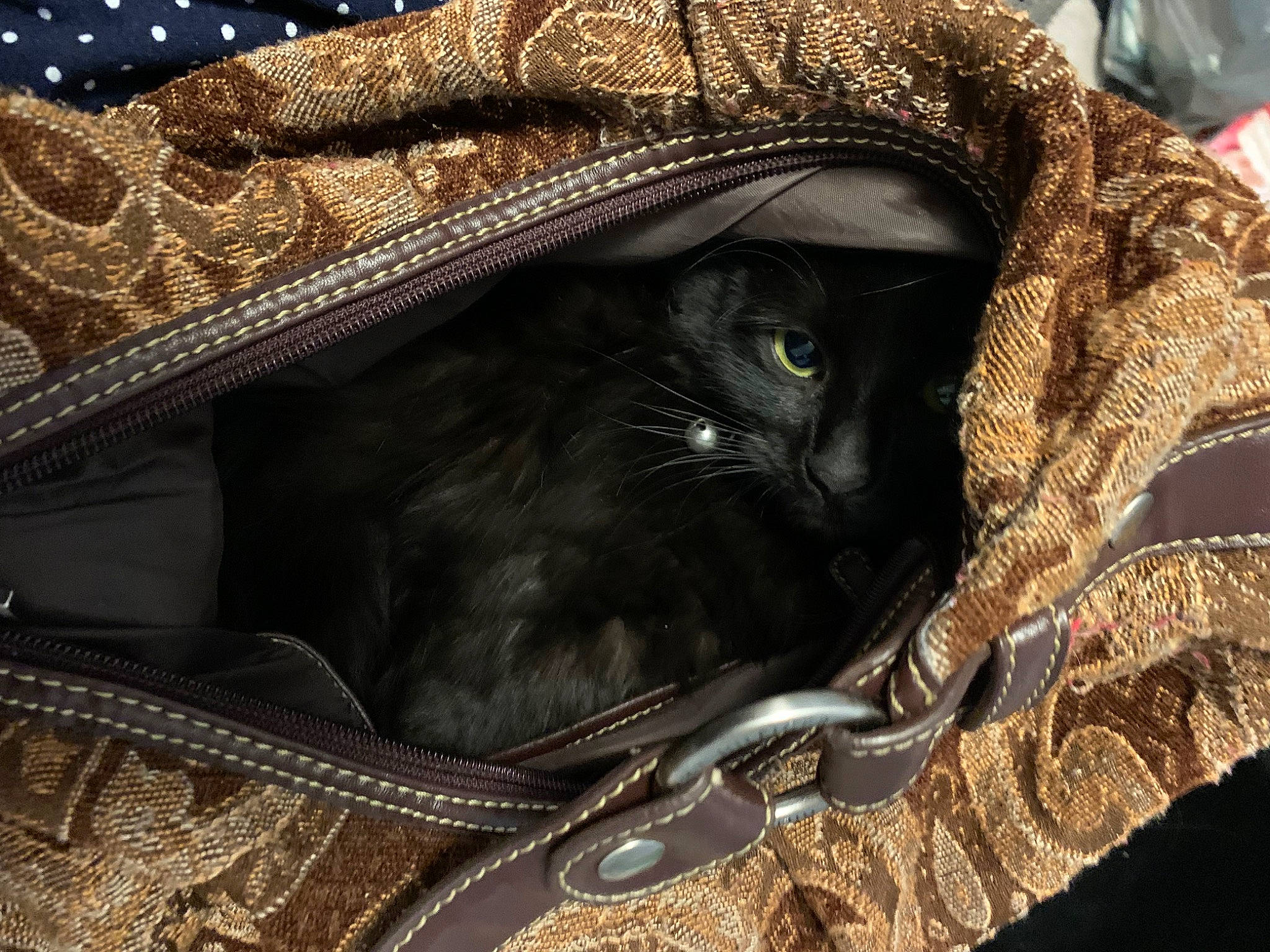 Estrella joined the competition — help win amazing prizes! bag, baggage, bombay, brown, carnivore, cat, comfort, domestic_short_haired_cat, fashion_accessory, felidae, fur, handbag, leather, linens, luggage_and_bags, pattern, pocket, shoulder_bag, small_to_medium_sized_cats, whiskers