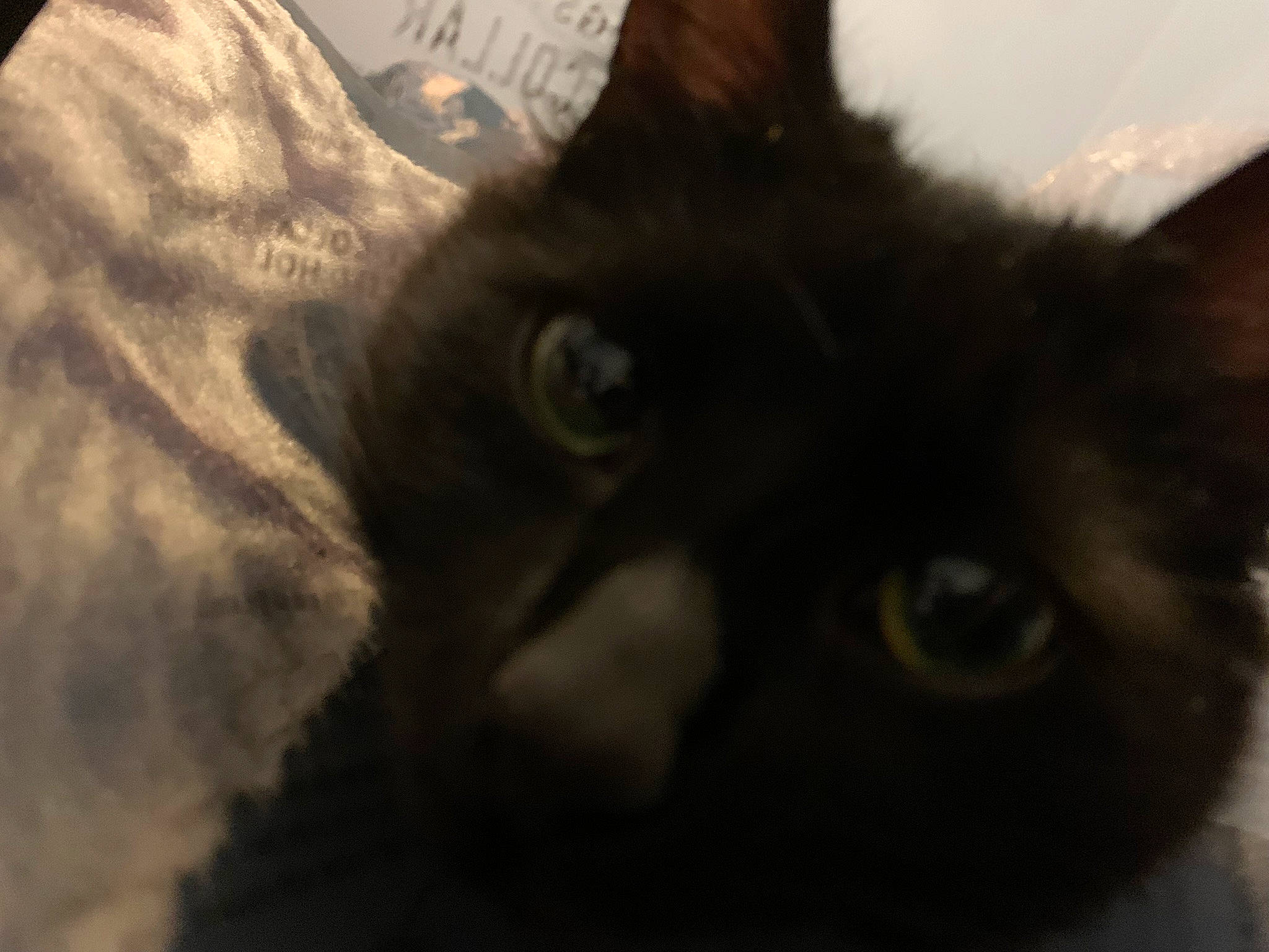 Estrella joined the competition — help win amazing prizes! black_cat, carnivore, cat, domestic_short_haired_cat, felidae, fur, sky, small_to_medium_sized_cats, snout, whiskers, window