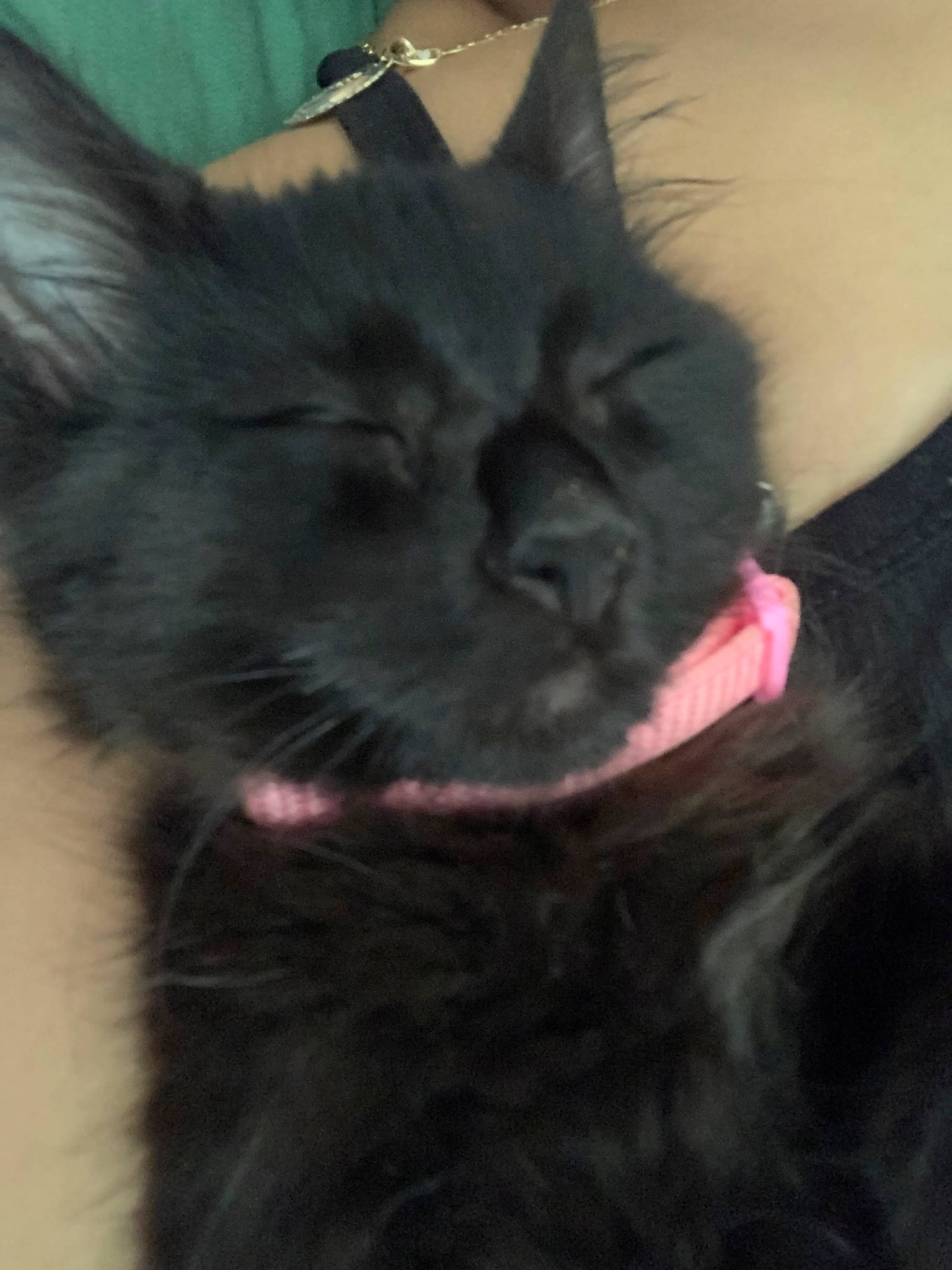 Estrella joined the competition — help win amazing prizes! black_cat, bombay, carnivore, cat, cat_supply, claw, collar, comfort, ear, eye, felidae, fur, hair, head, small_to_medium_sized_cats, snout, tail, terrestrial_animal, whiskers