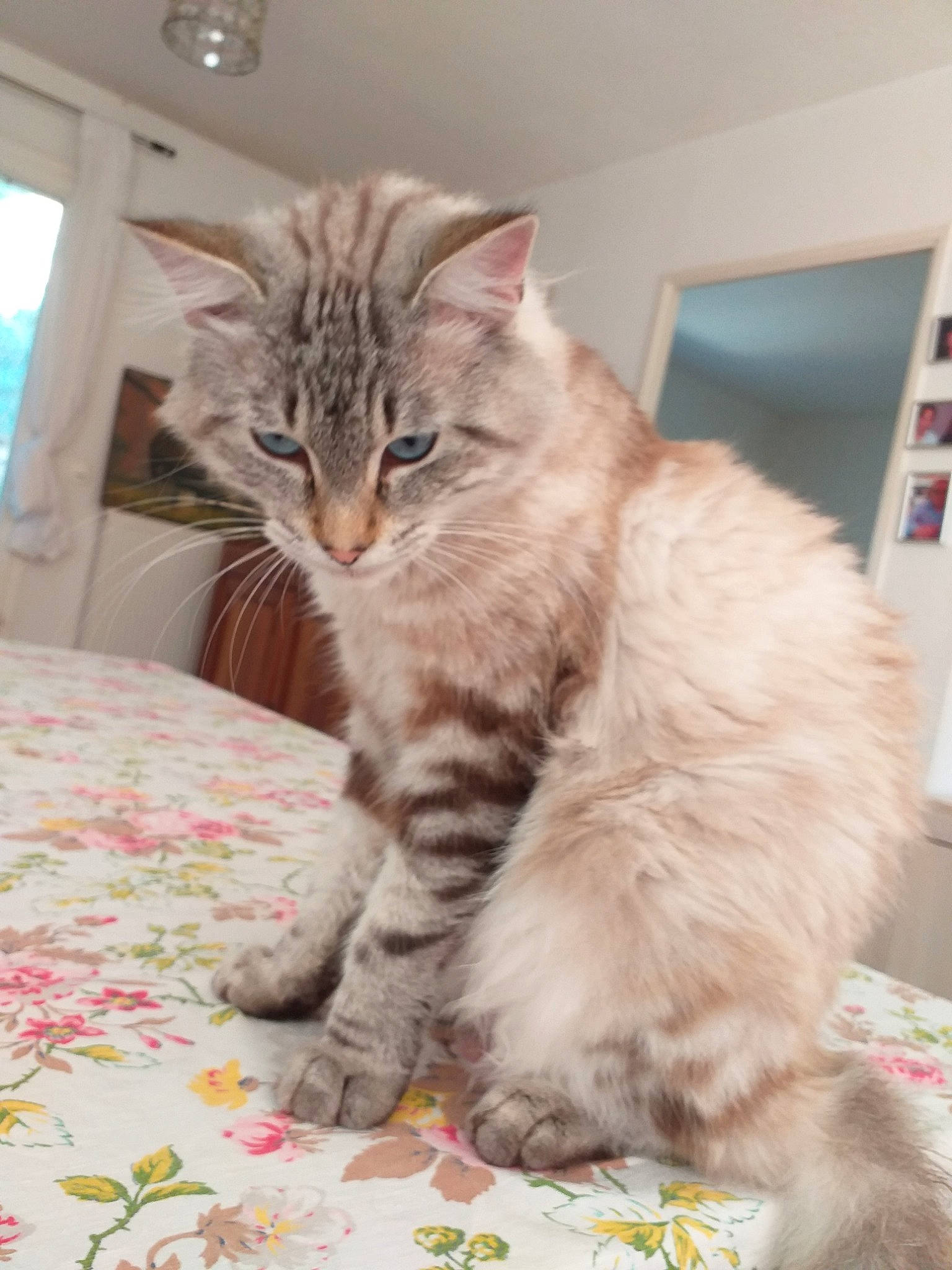 Cotton a rejoint le concours — aidez-le/la à gagner de superbes lots ! asian, asian_semi_longhair, british_semi_longhair, carnivore, cat, domestic_long_haired_cat, domestic_short_haired_cat, european_shorthair, felidae, fur, kitten, maine_coon, mammal, norwegian_forest_cat, ragamuffin, siberian, small_to_medium_sized_cats, tabby_cat, vertebrate, whiskers