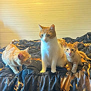 Thegingers is registered to the contest to win money with this photo: animal, bed, blanket, cat, crouching, curious, cute, domestic, ears, feline, fur, home, indoor, kitten, meowing, orange_cat, pet, sitting, whiskers, white_cat