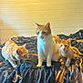 animal, bed, blanket, cat, crouching, curious, cute, domestic, ears, feline, fur, home, indoor, kitten, meowing, orange_cat, pet, sitting, whiskers, white_cat