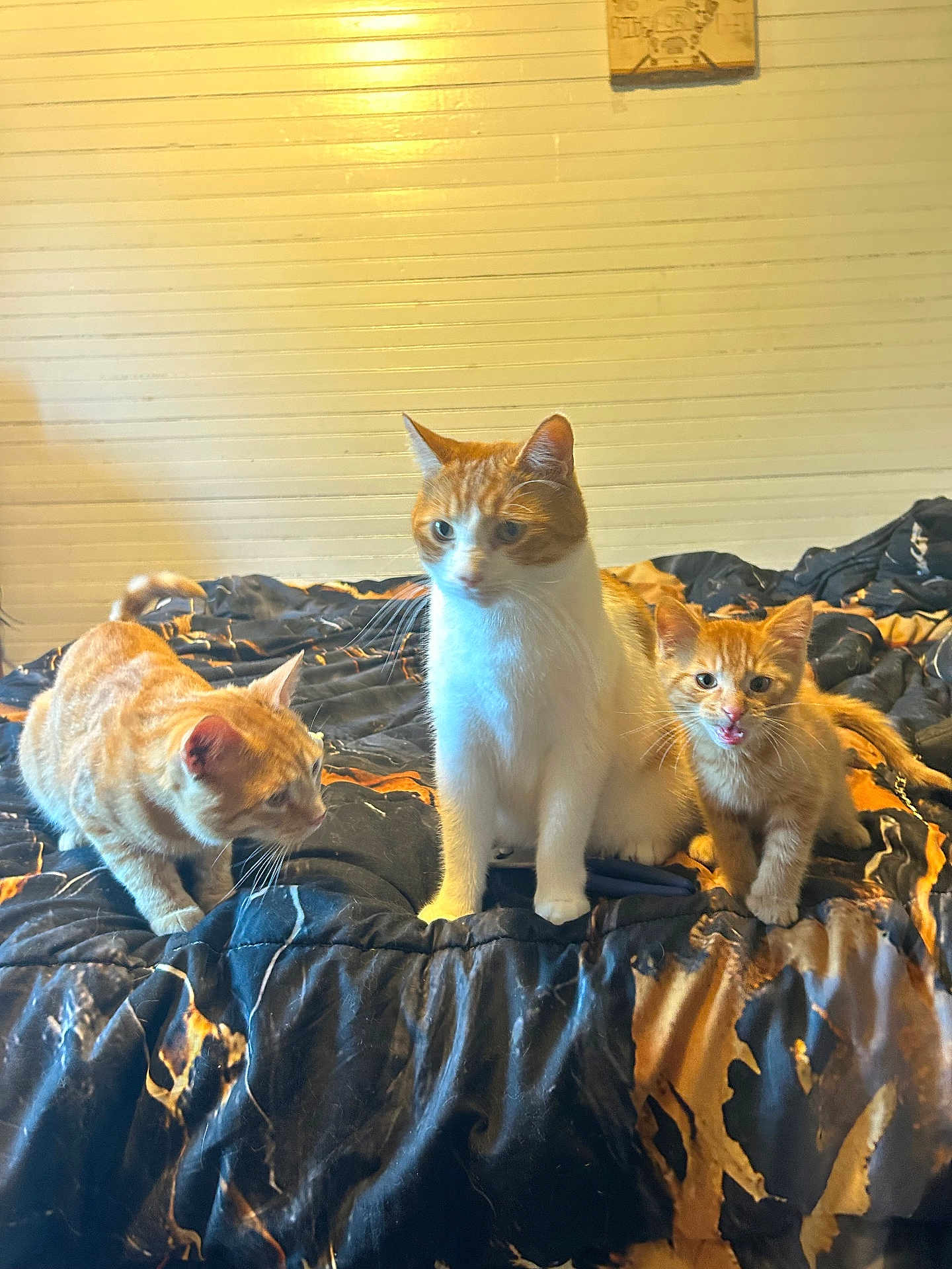 Thegingers