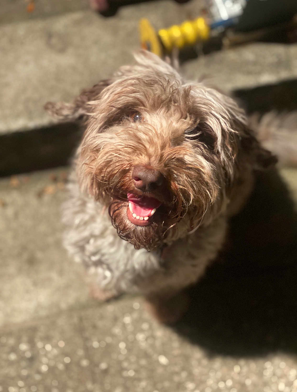 Smol Bean joined the competition — help win amazing prizes! dog, happy, smiling, fluffy, shaggy_coat, pet, animal, canine, outdoor, sunlight, portrait, closeup, brown, friendly, looking_up, tongue_out, cute, furry, domestic_animal, blurred_background