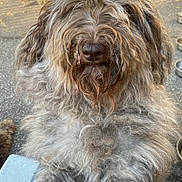 Smol Bean is registered to the contest to win money with this photo: dog, fluffy, curly_hair, brown_fur, outdoor, pet, canine, close_up, friendly, beard, nose, fur, animal, pavement, sunlight, legs, blue_jeans, hand, relaxed, natural_light