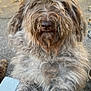 dog, fluffy, curly_hair, brown_fur, outdoor, pet, canine, close_up, friendly, beard, nose, fur, animal, pavement, sunlight, legs, blue_jeans, hand, relaxed, natural_light