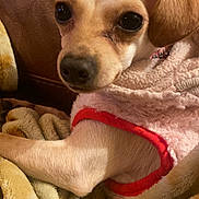 Baby Girl is registered to the contest to win money with this photo: dog, puppy, blanket, brown_leather_couch, soft_texture, cute, pet, fur, small_dog, indoors, cozy, pink_clothing, red_trim, snuggled, relaxed, animal, companion, cute_eyes, close_up, resting