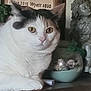 Cali is registered to the contest to win money with this photo: bowl, calico_markings, cat, close_up, decor, figurine, indoor, ornament, paw, pet, plant, portrait, shelf, sign, statue, text, whiskers, white_cat, wooden_table, yellow_eyes