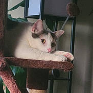 Cali is registered to the contest to win money with this photo: cat, cat_tree, close_up, cozy, curious, ears, feline, houseplant, indoor, lamp, paws, pet, pink_nose, portrait, relaxing, resting, scratching_post, tabby_markings, whiskers, white_cat