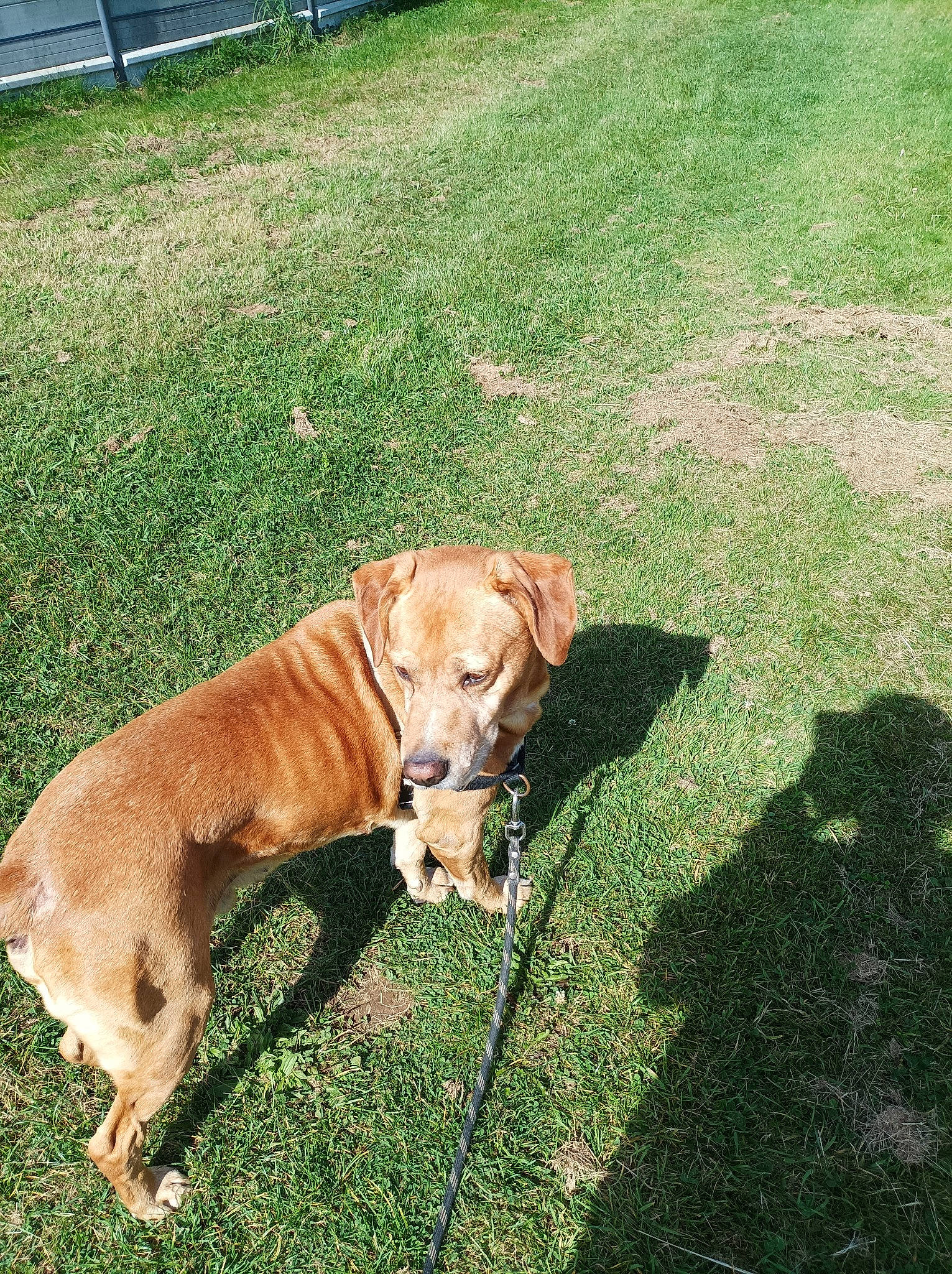 Flambeur a rejoint le concours — aidez-le/la à gagner de superbes lots ! canidae, carnivore, collar, companion_dog, dog, dog_breed, dog_collar, fawn, fence, grass, groundcover, gun_dog, lawn, leash, liver, snout, sporting_group, tail, working_animal, working_dog