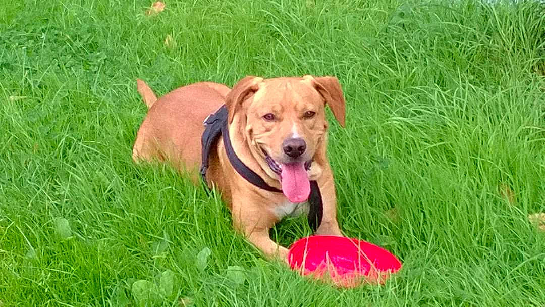 Flambeur participe au concours pour gagner de l'argent avec cette photo : ball, carnivore, collar, companion_dog, dog, dog_breed, dog_collar, dog_supply, dog_toy, football, grass, grassland, groundcover, gun_dog, lawn, plant, tennis_ball, working_animal, working_dog