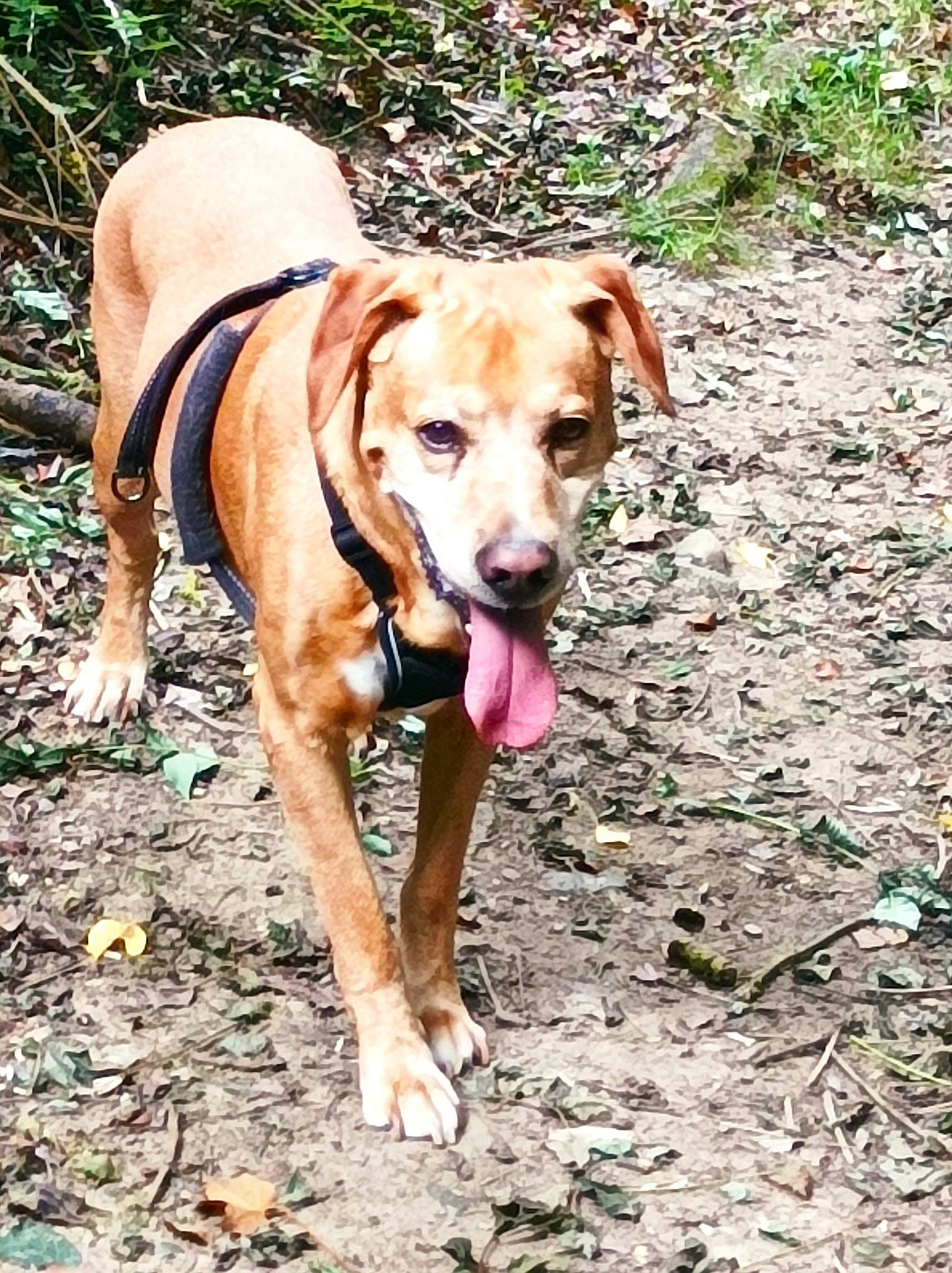 Flambeur a rejoint le concours — aidez-le/la à gagner de superbes lots ! canidae, carnivore, collar, companion_dog, dog, dog_breed, dog_collar, dog_supply, fawn, grass, hound, liver, pet_supply, plant, snout, soil, sporting_group, tail, terrestrial_animal, working_animal