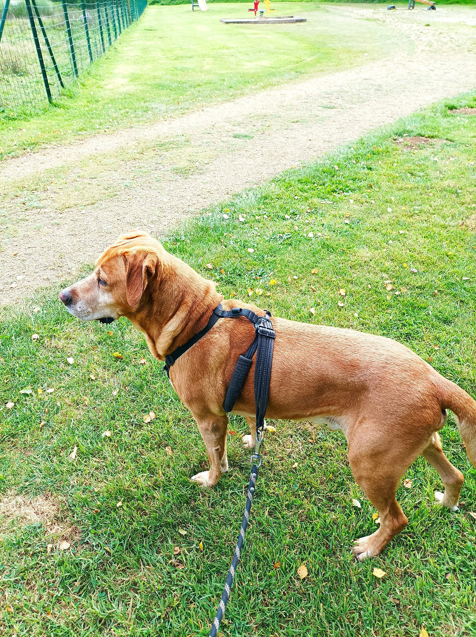 Flambeur a rejoint le concours — aidez-le/la à gagner de superbes lots ! canidae, carnivore, collar, companion_dog, dog, dog_breed, dog_collar, dog_supply, fashion_accessory, fawn, fence, grass, gun_dog, leash, liver, pet_supply, sporting_group, tail, working_animal, working_dog