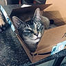 Tippy is registered to the contest to win money with this photo: cat, cardboard_box, kitchen, countertop, curious, indoor, pet, animal, feline, box, appliance, granite, home, tabby, closeup, face, ears, whiskers, cute, resting