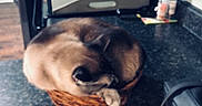 Tippy joined the competition — help win amazing prizes! cat, basket, kitchen, countertop, sleeping, feline, domestic, cozy, curled_up, brown, black, indoor, resting, pet, household, wood, appliance, food_container, spices, relaxed