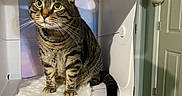 Owen is registered to the contest to win money with this photo: cat, tabby, green_eyes, pet, indoor, feline, lightbox, fluffy_mat, kitchen_counter, wooden_cabinet, door, curious, sitting, whiskers, collar, domestic_animal, portrait, background, household, furniture