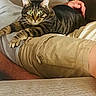 cat, tabby_cat, person, lap, couch, indoor, pet, animal, feline, green_eyes, relaxing, stretching, casual, comfortable, home, light_brown, beige_shorts, hand, resting, close_up