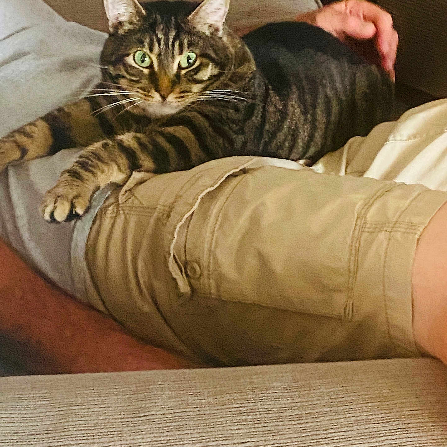Owen is registered to the contest to win money with this photo: cat, tabby_cat, person, lap, couch, indoor, pet, animal, feline, green_eyes, relaxing, stretching, casual, comfortable, home, light_brown, beige_shorts, hand, resting, close_up