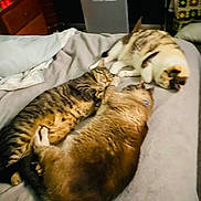 Owen is registered to the contest to win money with this photo: cat, bed, feline, sleeping, cozy, indoor, domestic, resting, fur, striped, calico, tabby, collar, blanket, pillow, furniture, home, relaxation, animal, pet