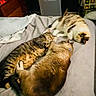 cat, bed, feline, sleeping, cozy, indoor, domestic, resting, fur, striped, calico, tabby, collar, blanket, pillow, furniture, home, relaxation, animal, pet