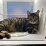 Owen is registered to the contest to win money with this photo: cat, tabby, animal, pet, feline, striped, fur, whiskers, ears, paw, relaxed, indoor, lightbox, photography, portrait, background, soft, cozy, mat, bokeh