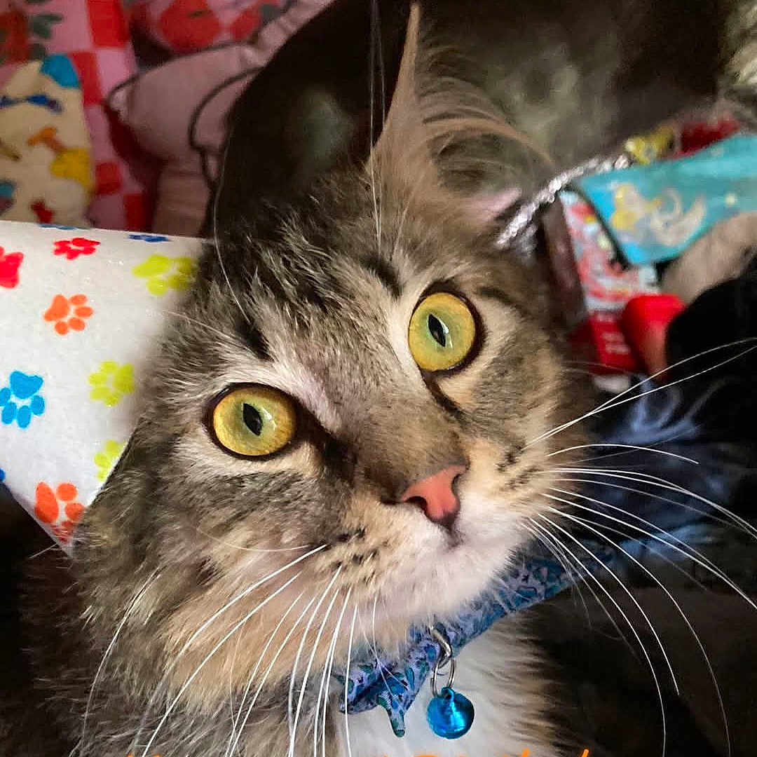 Gizmo is registered to the contest to win money with this photo: animal, bell, cat, celebration, close_up, collar, colorful, curious, cute, domestic, face, feline, fur, indoor, party_hat, pet, portrait, tabby, whiskers, wide_eyes