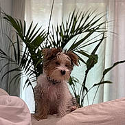 Goliath is registered to the contest to win money with this photo: puppy, dog, couch, indoor, plant, greenery, curtain, pet, fur, cozy, home, soft_light, sitting, adorable, small_dog, relaxed, living_room, cute, fluffy, portrait