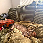 Fro is registered to the contest to win money with this photo: cat, tabby_cat, blanket, couch, acoustic_guitar, musical_instrument, plaid_shirt, window_blinds, sunlight, indoor, relaxation, cozy, furniture, pet, sleeping, resting, home, soft_texture, corduroy, casual