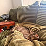 cat, tabby_cat, blanket, couch, acoustic_guitar, musical_instrument, plaid_shirt, window_blinds, sunlight, indoor, relaxation, cozy, furniture, pet, sleeping, resting, home, soft_texture, corduroy, casual