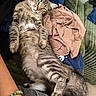 Fro is registered to the contest to win money with this photo: cat, tabby_cat, feline, pet, relaxed, lying_down, indoor, couch, furniture, clothing, fabric, green, brown, striped, whiskers, paw, tail, human_arm, bracelet, watch