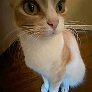 Sierra is registered to the contest to win money with this photo: animal, cat, close_up, curious, cute, domestic_animal, eyes, feline, fur, furry, house_pet, indoor, mammal, orange_cat, pet, portrait, sitting, whiskers, white_cat, wooden_floor